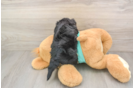 Yorkie Poo Pup Being Cute