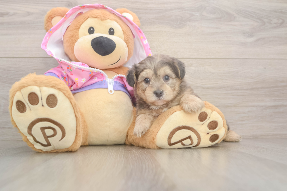 Yorkie Poo Puppy for Adoption