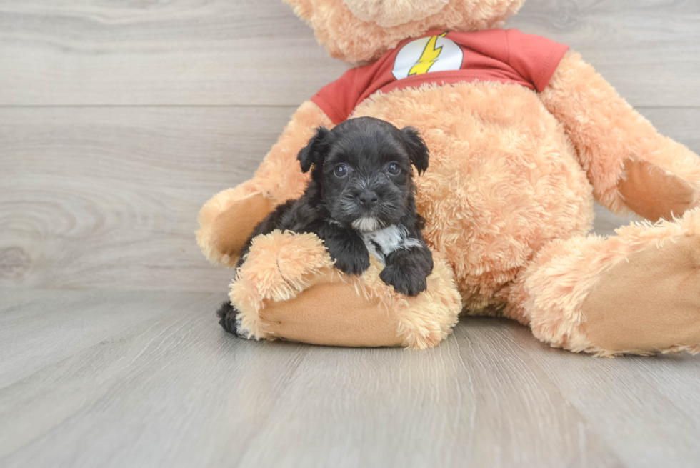 Hypoallergenic Yorkie Doodle Poodle Mix Puppy