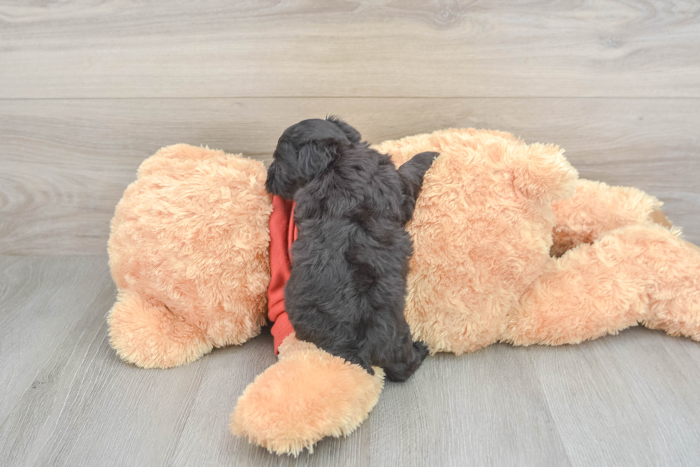 Popular Yorkie Poo Poodle Mix Pup