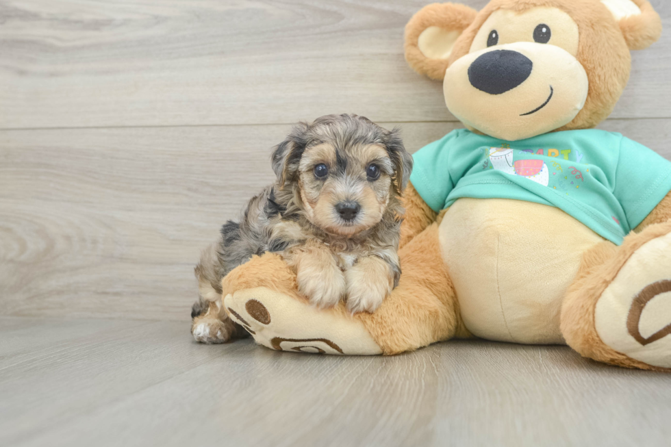 Small Yorkie Poo Baby