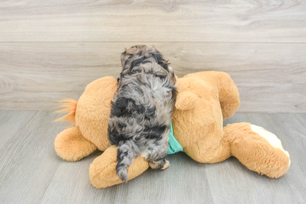 Yorkie Poo Pup Being Cute