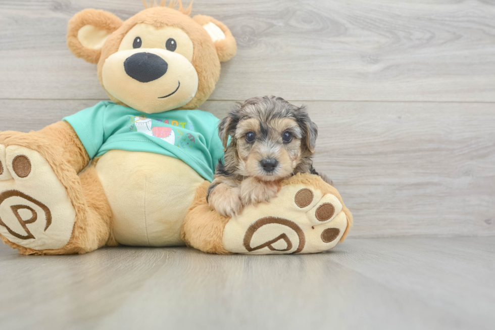 Adorable Yorkiedoodle Poodle Mix Puppy
