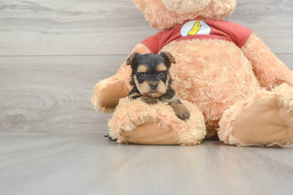 Yorkie Poo Pup Being Cute