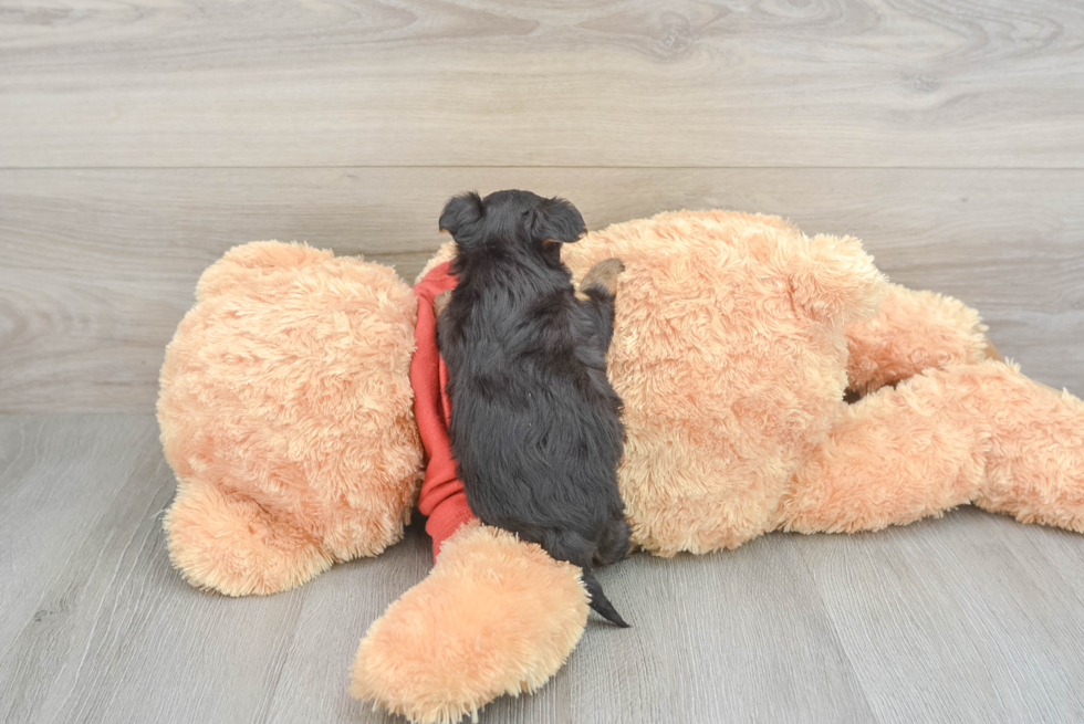 Cute Yorkie Poo Baby