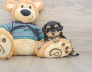 8 week old Yorkie Poo Puppy For Sale - Premier Pups