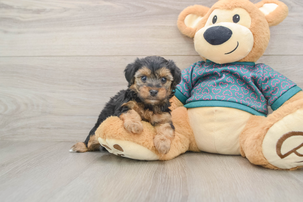 Cute Yorkie Poo Baby