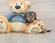 8 week old Yorkie Poo Puppy For Sale - Premier Pups
