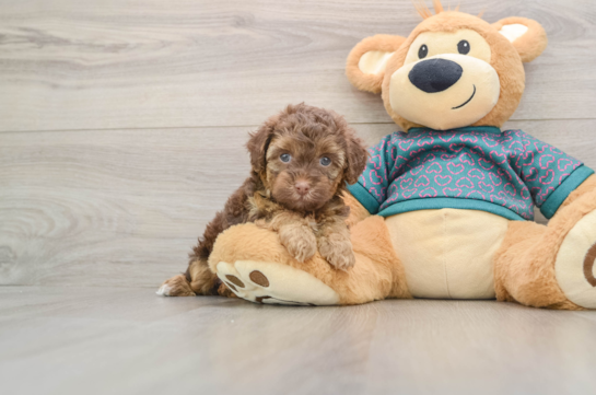 Hypoallergenic Yorkie Doodle Poodle Mix Puppy