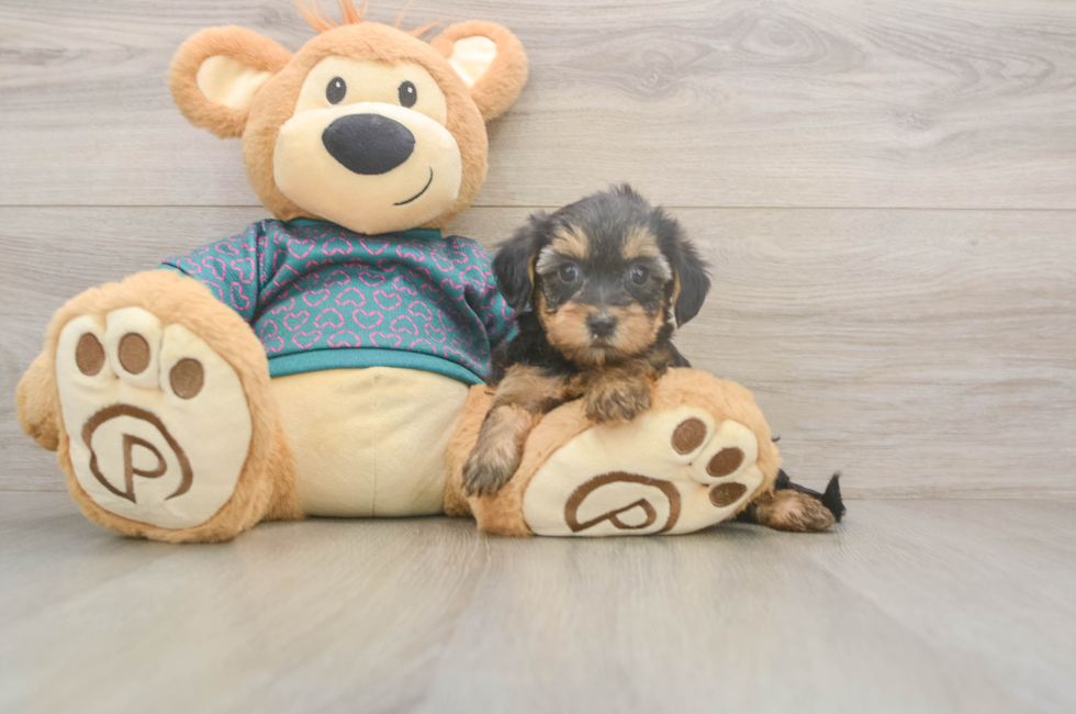 7 week old Yorkie Poo Puppy For Sale - Premier Pups
