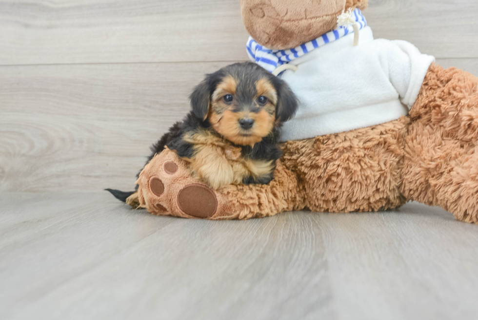 Yorkie Poo Pup Being Cute