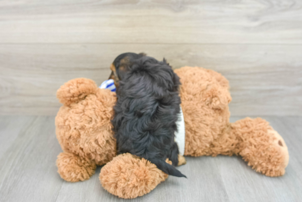 Best Yorkie Poo Baby