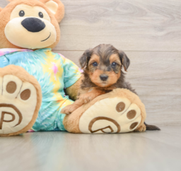 7 week old Yorkie Poo Puppy For Sale - Premier Pups