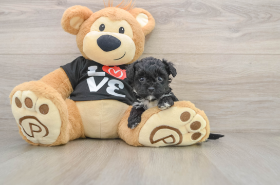 Petite Yorkie Poo Poodle Mix Pup