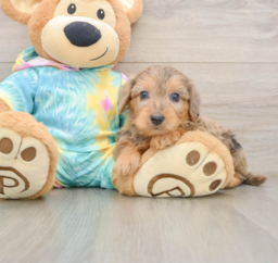 7 week old Yorkie Poo Puppy For Sale - Premier Pups