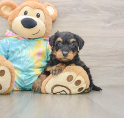 7 week old Yorkie Poo Puppy For Sale - Premier Pups