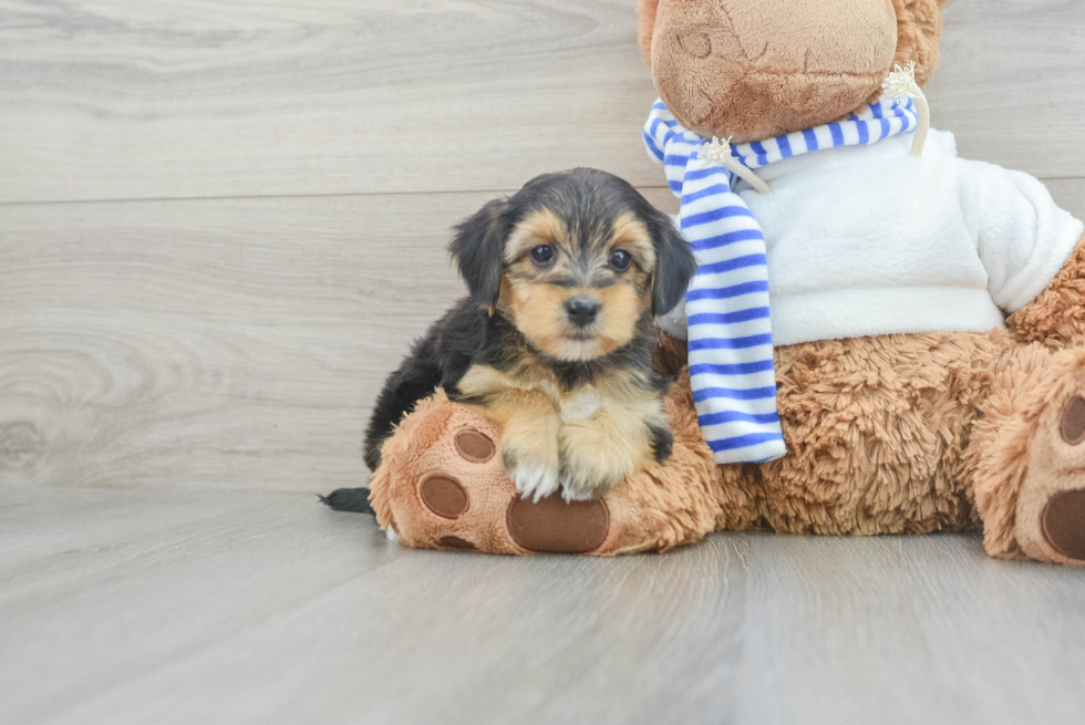 Yorkie Poo Puppy for Adoption