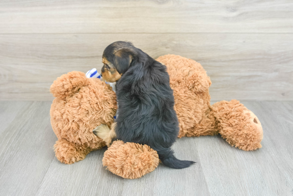 Yorkie Poo Pup Being Cute