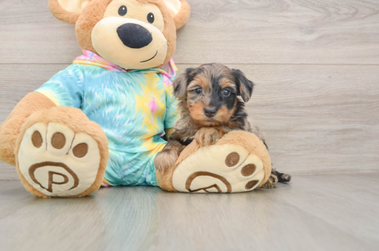 MEDINA, a Yorkie Poo littermate