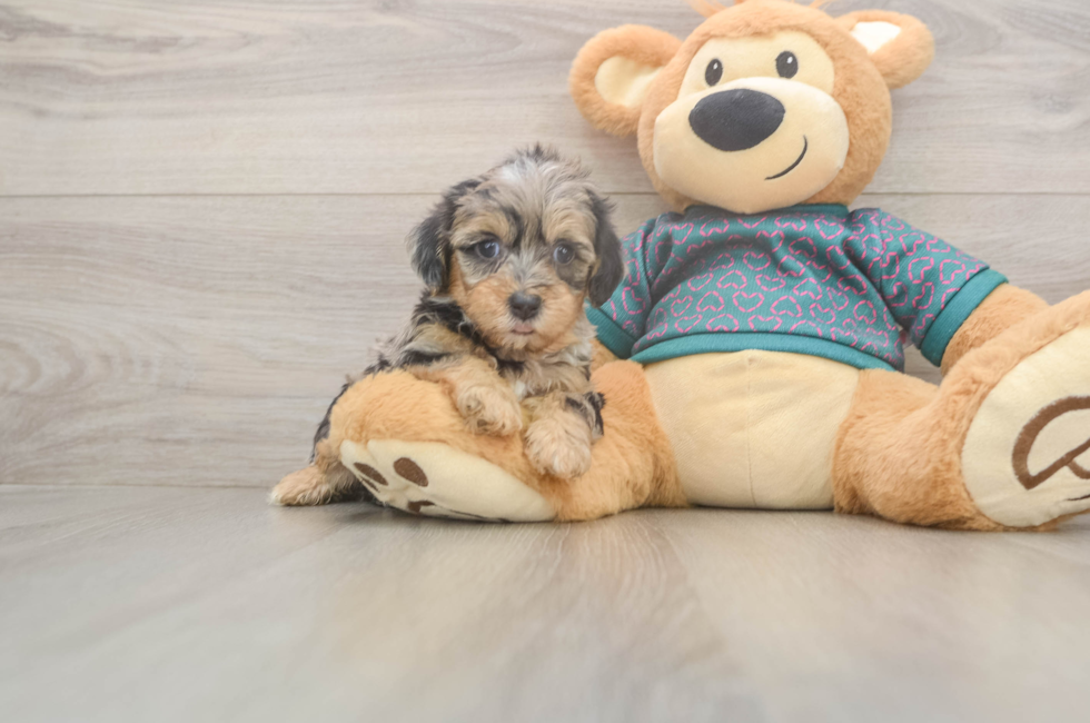 7 week old Yorkie Poo Puppy For Sale - Premier Pups