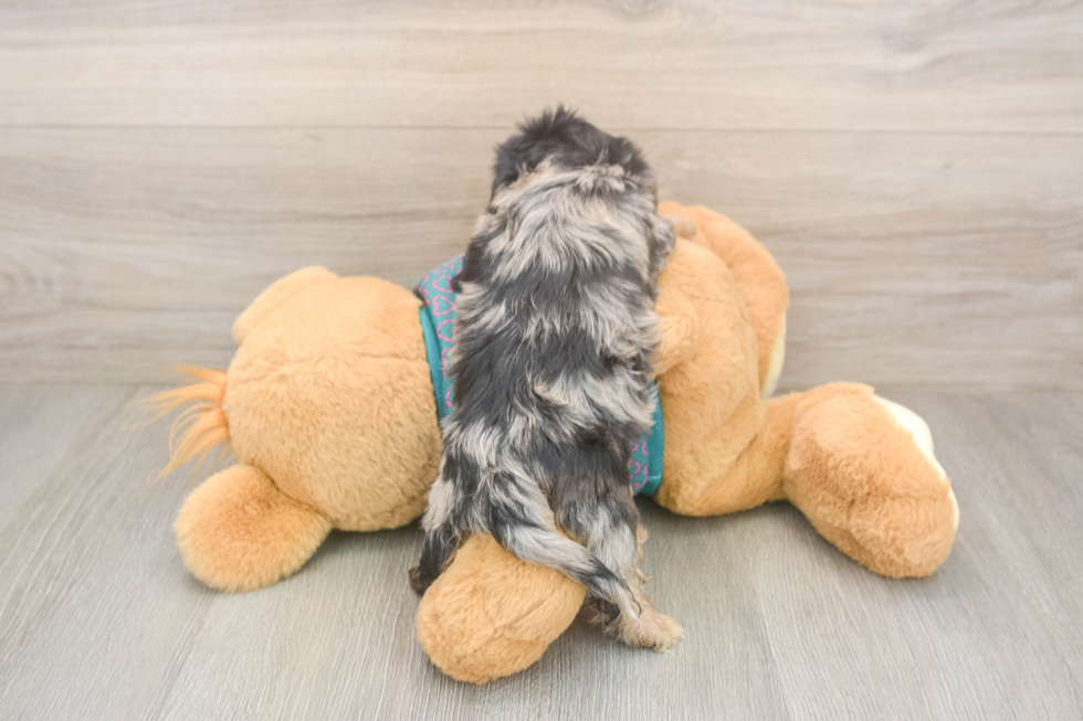 Petite Yorkie Poo Poodle Mix Pup
