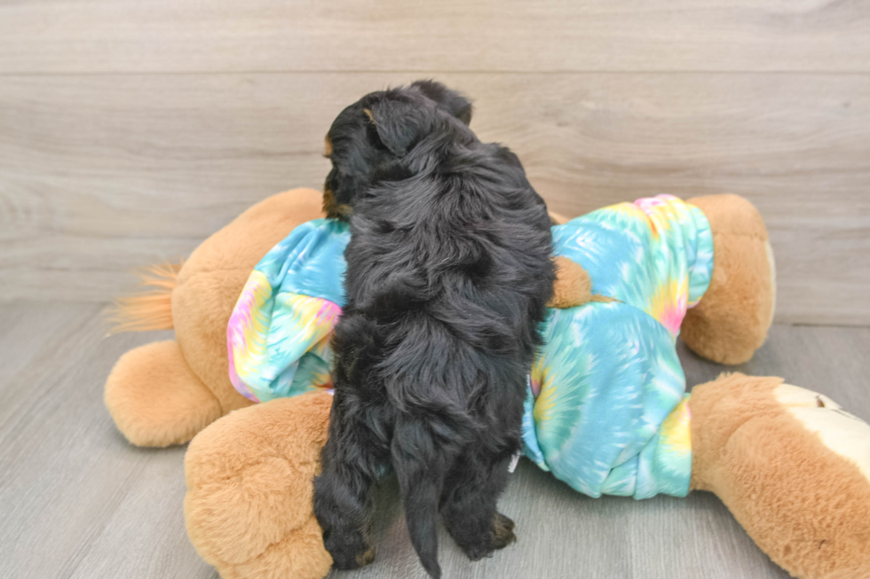 Happy Yorkie Poo Baby
