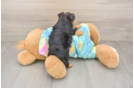 Cute Yorkie Poo Baby