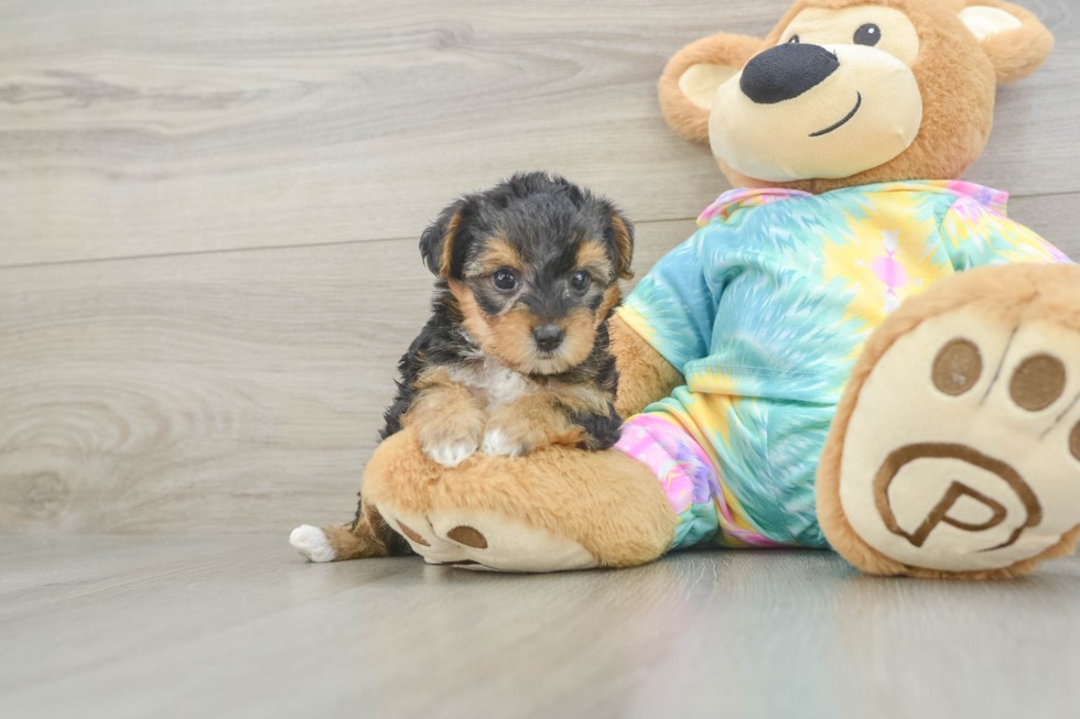 Yorkie Poo Puppy for Adoption