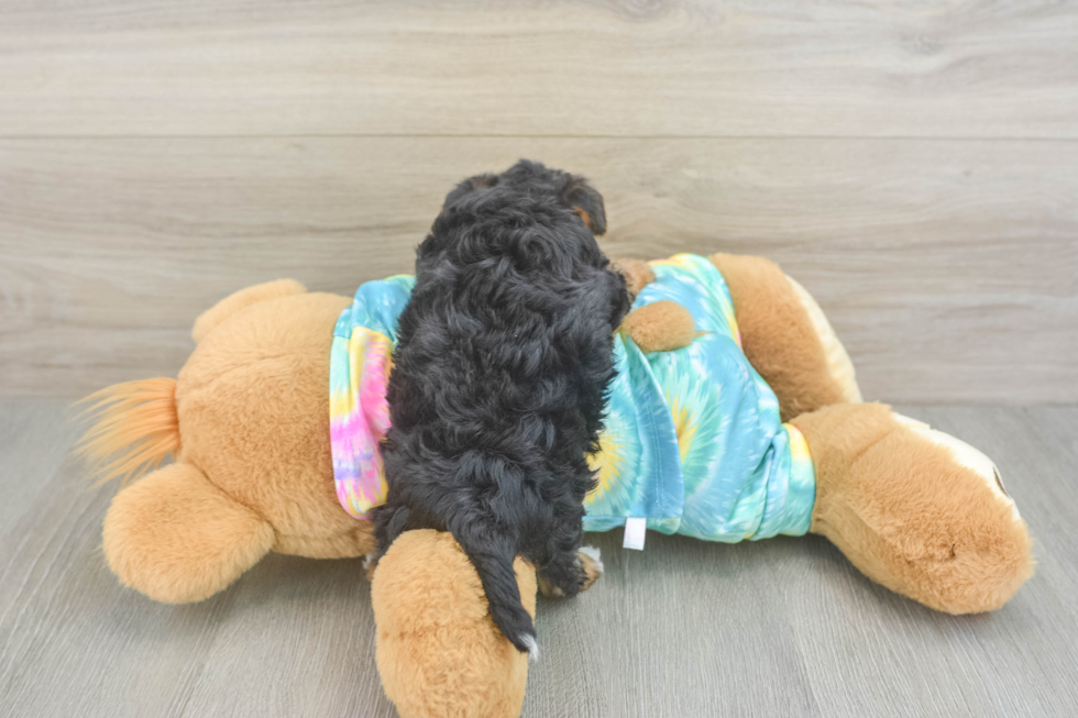 Best Yorkie Poo Baby