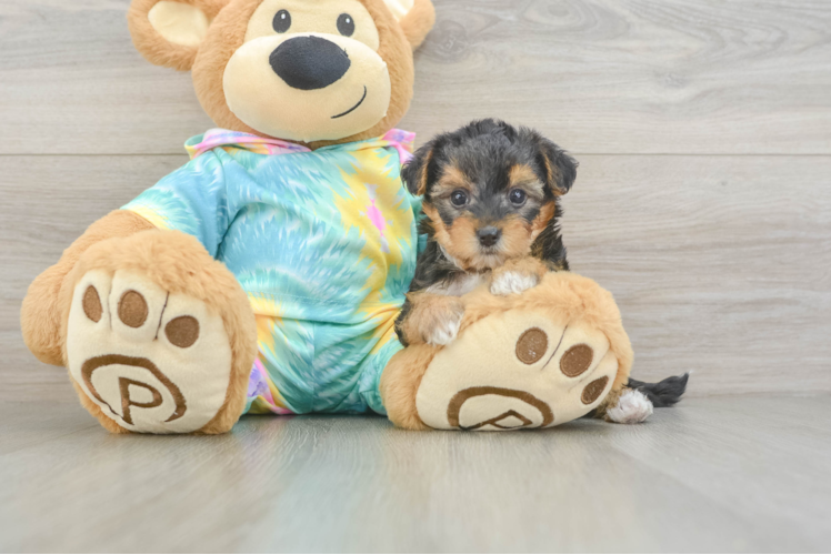 Sweet Yorkie Poo Baby