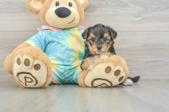 Sweet Yorkie Poo Baby