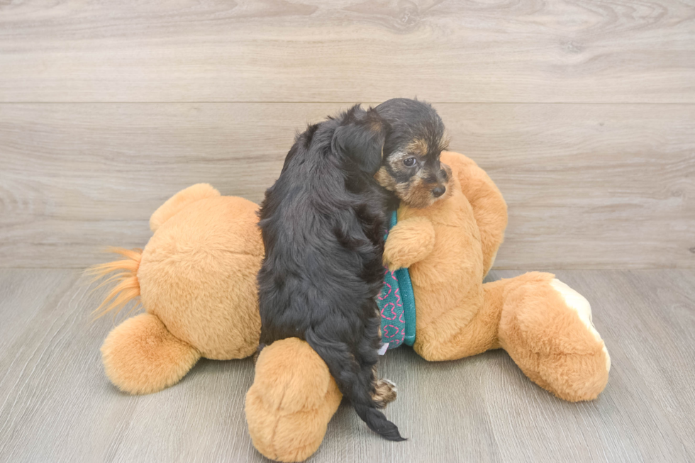 Best Yorkie Poo Baby