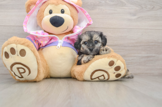 Little Yorkie Poodle Mix Poodle Mix Puppy