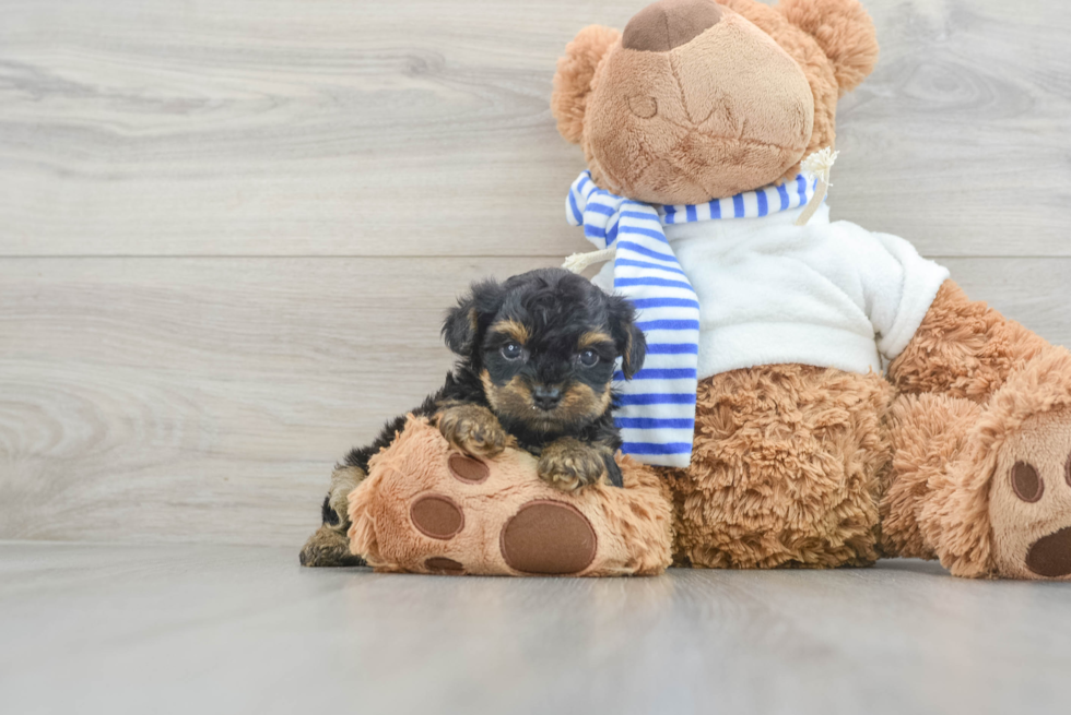 Friendly Yorkie Poo Baby