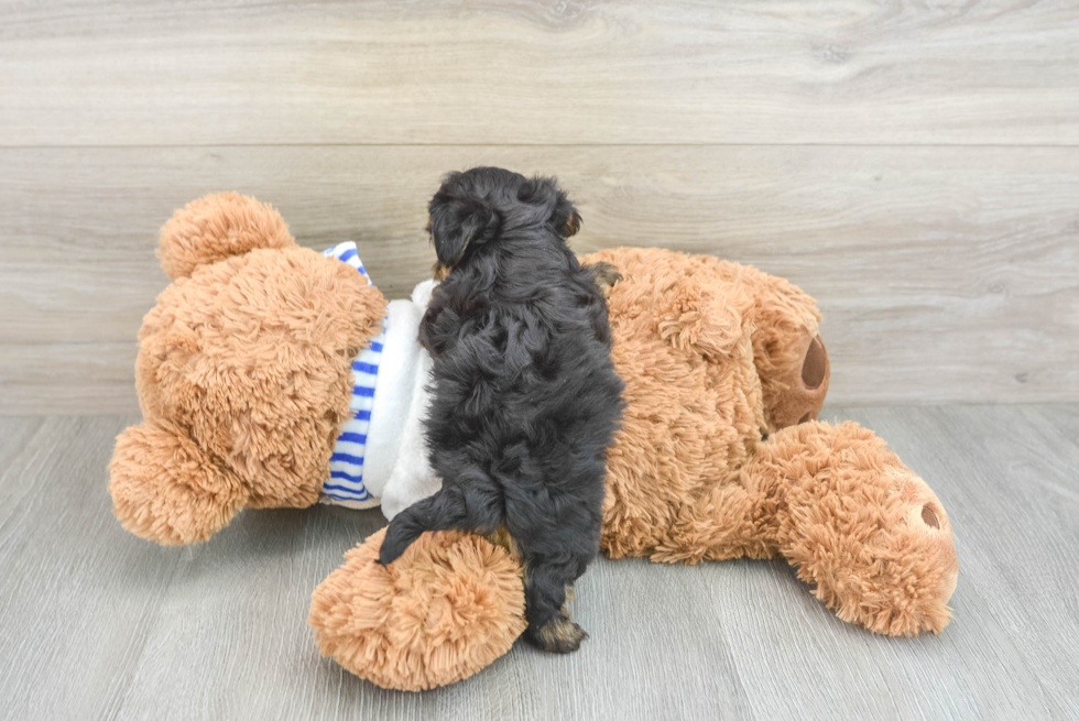 Yorkie Poo Puppy for Adoption