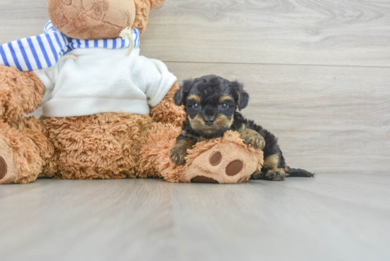 Cute Yorkie Poo Baby