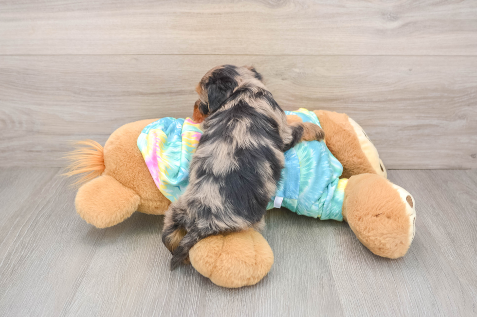 Yorkie Poo Puppy for Adoption