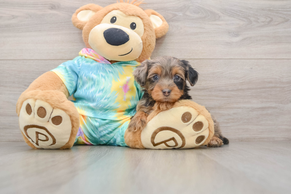 Yorkie Poo Puppy for Adoption