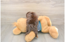Yorkie Poo Pup Being Cute
