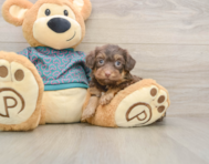 7 week old Yorkie Poo Puppy For Sale - Premier Pups