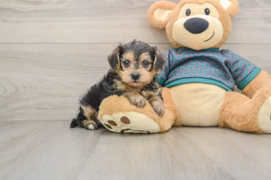 NEIL, a Yorkie Poo littermate