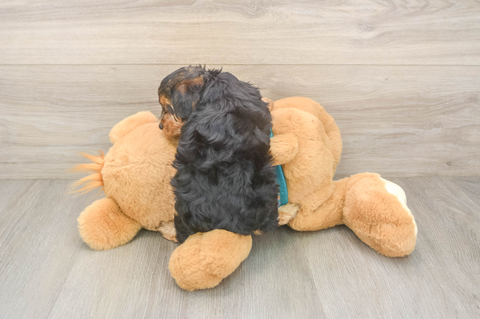 Petite Yorkie Poo Poodle Mix Pup