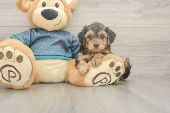 Yorkie Poo Pup Being Cute