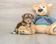 7 week old Yorkie Poo Puppy For Sale - Premier Pups