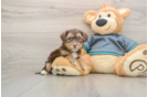 Sweet Yorkie Poo Baby