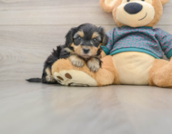 8 week old Yorkie Poo Puppy For Sale - Premier Pups