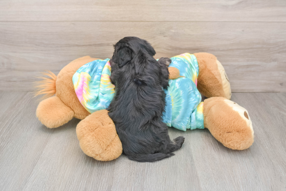 Yorkie Poo Pup Being Cute