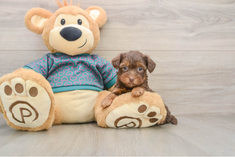 Best Yorkie Poo Baby
