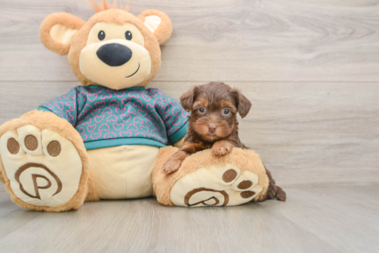 Best Yorkie Poo Baby