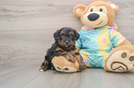 Popular Yorkie Poo Poodle Mix Pup